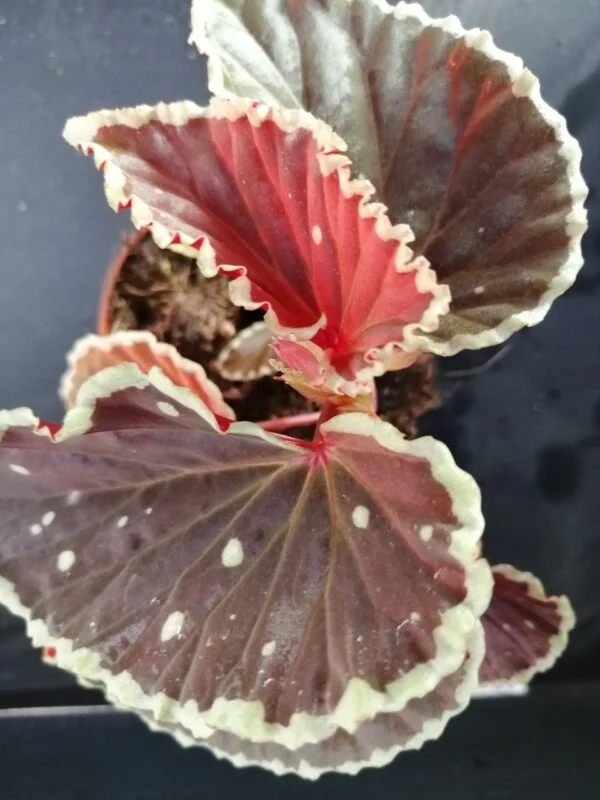 Begonia darthvaderiana, pianta da interno