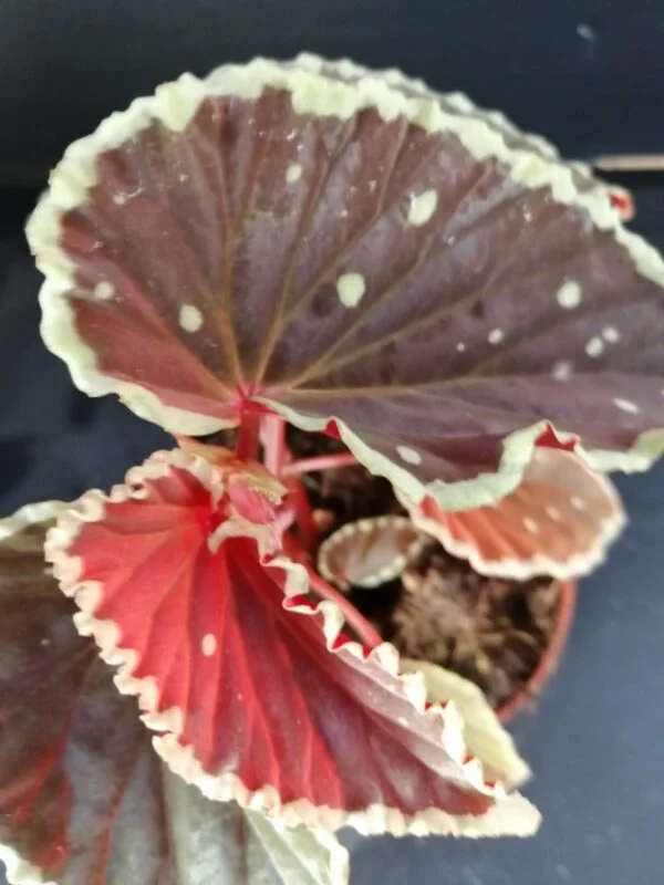 Begonia darthvaderiana, foto 2