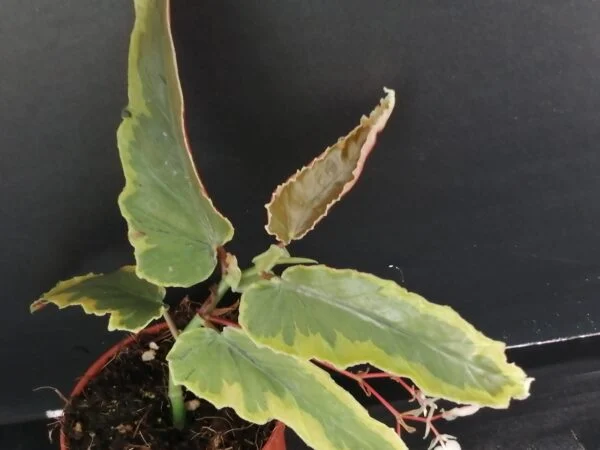 Begonia Dainty Spray Variegated, pianta da interno