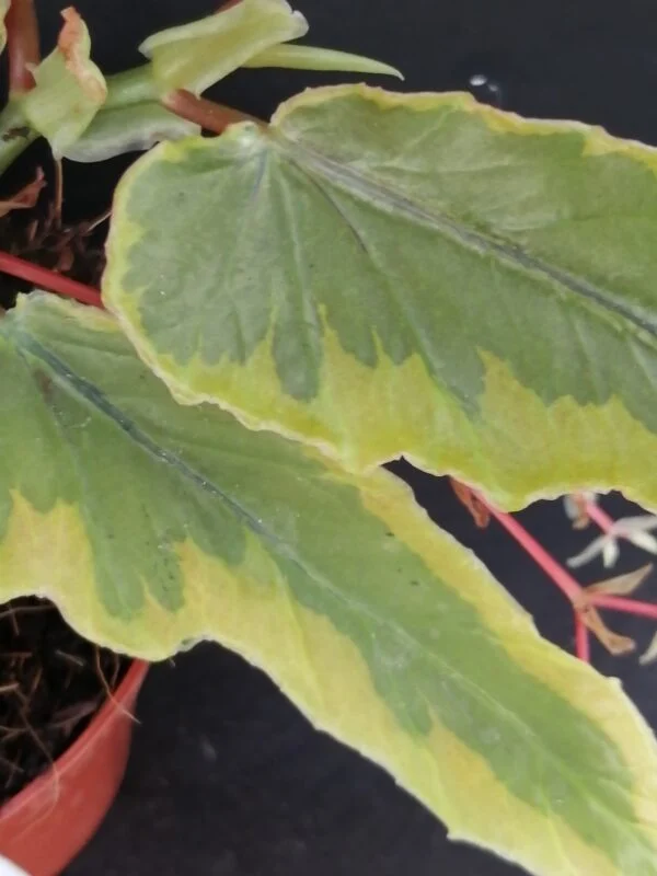 Begonia Dainty Spray Variegated, foto 2