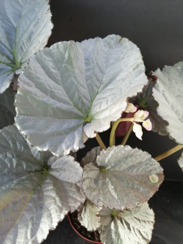 Begonia Grey Earl, pianta da interno