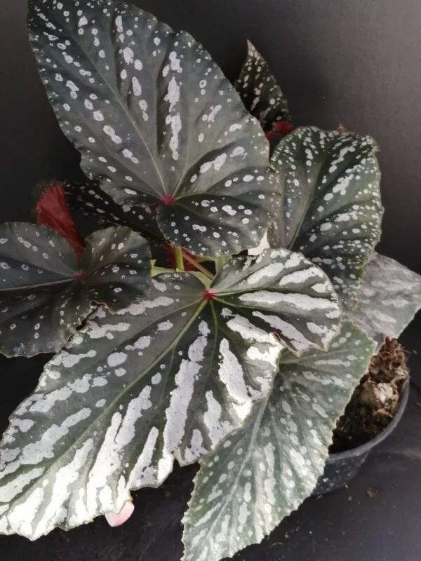 Begonia Down Home, foto 5