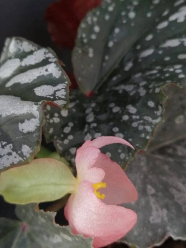 Begonia Down Home, foto 4
