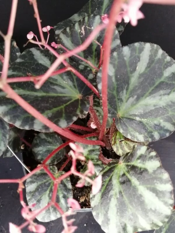 Begonia beijnenii, foto 2
