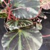 Begonia beijnenii, pianta da interno
