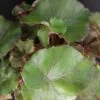 Begonia Wonders Brown, pianta da interno