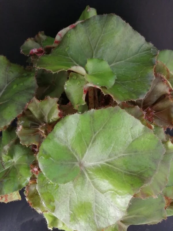 Begonia Wonders Brown, pianta da interno