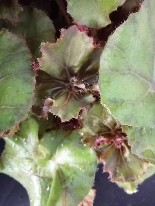 Begonia Wonders Brown, foto 3