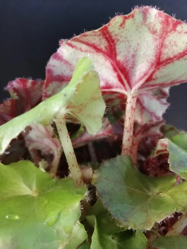 Begonia Wonders Brown, foto 2