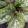 Begonia U038, pianta da interno