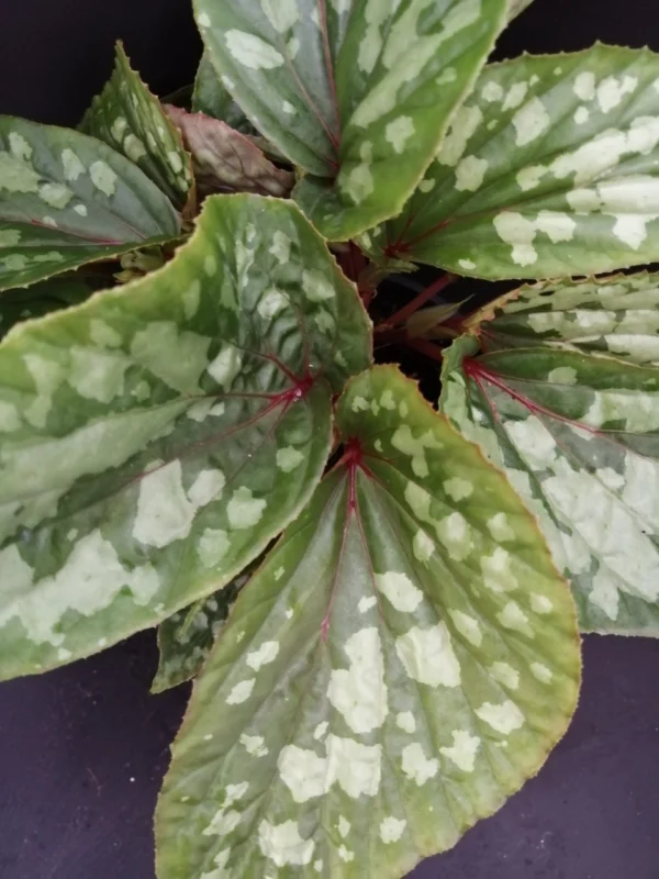 Begonia U038, pianta da interno