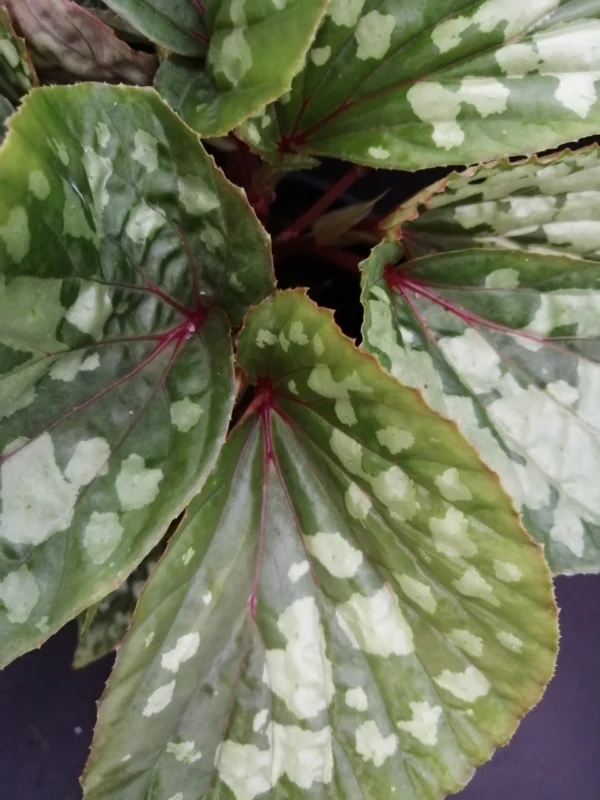 Begonia U038, foto 2