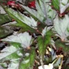 Begonia Wonders Ebony, pianta da interno