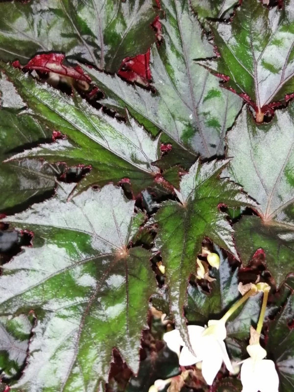 Begonia Wonders Ebony, pianta da interno