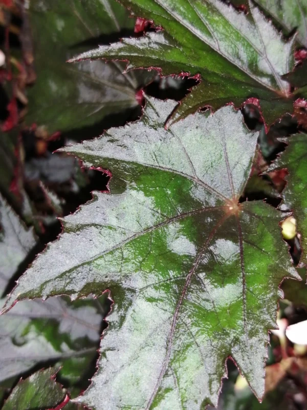 Begonia Wonders Ebony, foto 2