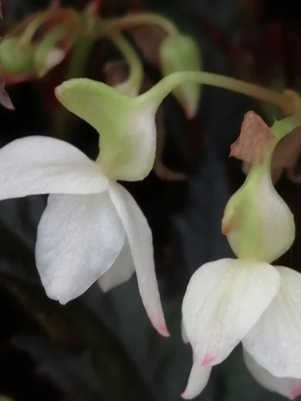 Begonia Wonders Ebony, foto 3