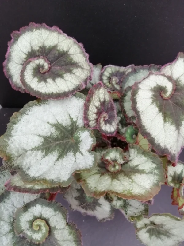 Begonia 'Escargot'