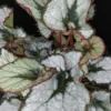 Begonia Princess of Hanover