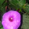 Achimenes 'Aquamarine', pianta da interno e da esterno