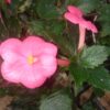Achimenes ‘Tarantella’, pianta da interno