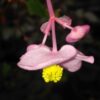 Begonia grandis ssp. evansiana ‘Sapporo’, pianta da interno