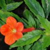Achimenes erecta, pianta da interno e da esterno