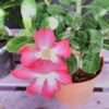 Adenium obesum, pianta da interno