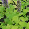Agastache foeniculum, pianta da esterno