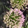 Allium ‘Millennium’, pianta da esterno