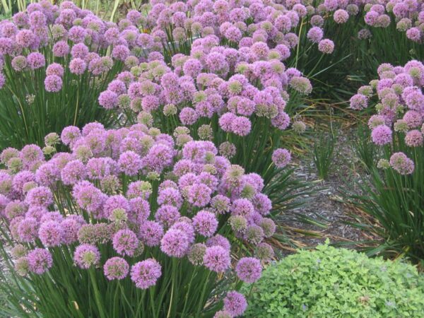Allium 'Millennium', foto 2