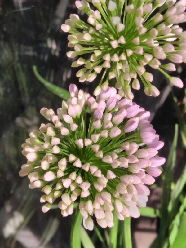 Allium ‘Millennium’, pianta da esterno