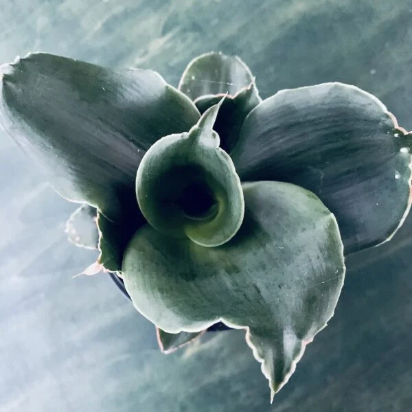 Sansevieria Star Rose, foto 2