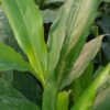 Alpinia nutans Falso cardamomo, zenzero alla cannella, pianta da esterno