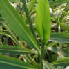 Zingiber officinale, pianta per orto e cucina