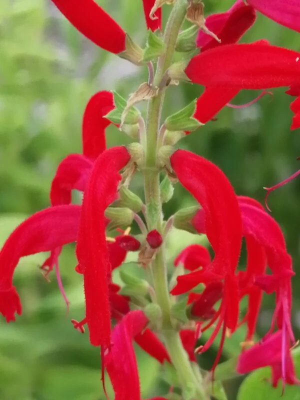 Salvia elegans – Ananas, pianta da esterno