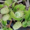 Lippia dulcis zucchero azteco, pianta da esterno