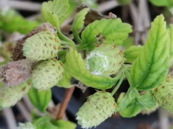 Lippia dulcis zucchero azteco, pianta da esterno