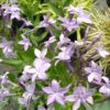 Amsonia ‘Blue Ice’, pianta da esterno