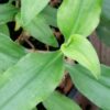 Aneilema aequinoctiale, pianta da interno