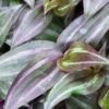 Tradescantia zebrina ‘Violet Hill’, pianta da interno