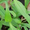 Aneilema hockii, pianta da interno