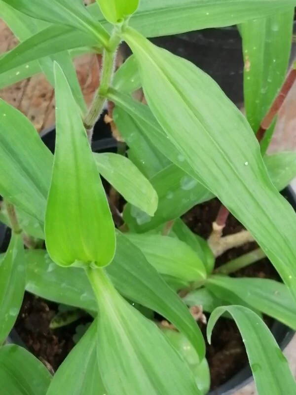Aneilema hockii, pianta da interno