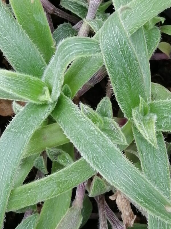 Aneilema hockii, foto 3