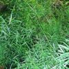 Asparagus densiflorus ‘Sprengeri’ micro pianta, pianta da interno