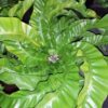 Asplenium antiquum Hurricane, pianta da terrario