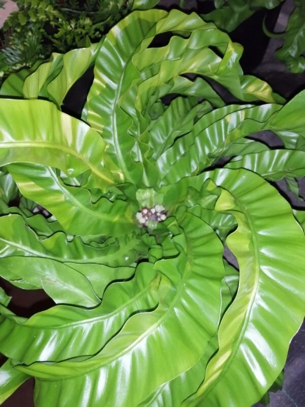 Asplenium antiquum Hurricane, pianta da terrario