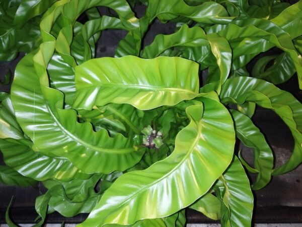 Asplenium antiquum Hurricane, foto 2