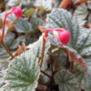 Begonia 'Abel Carriere', pianta da interno