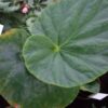 Begonia aborensis, pianta da interno