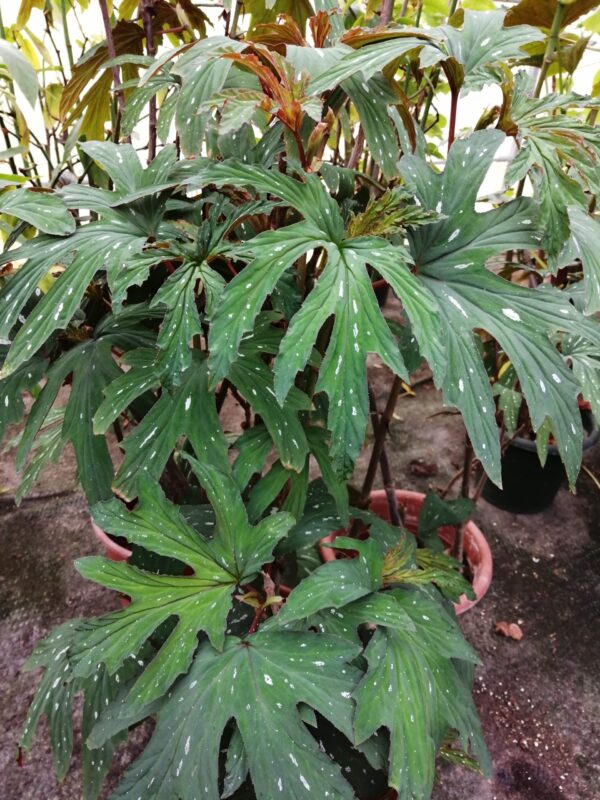 Begonia aconitifolia A.de Candolle, foto 2